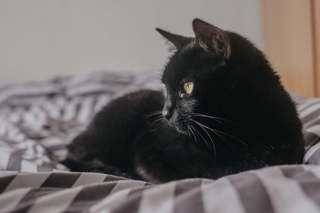 cat-5233986_1280